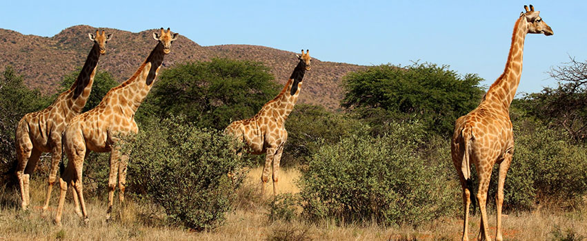 Top 12 Safari Destinations - Aberdares