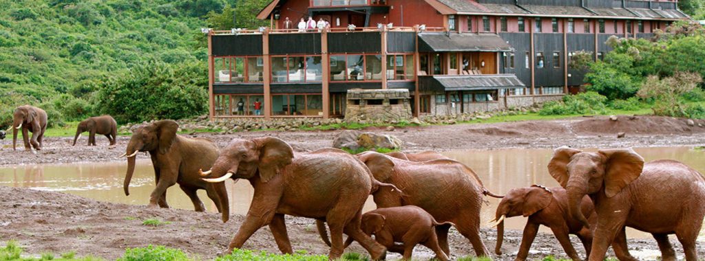 Top 12 Safari Destinations - elephants