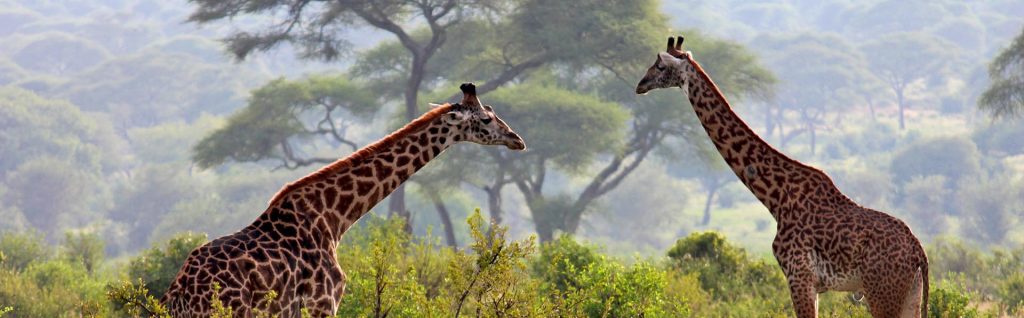 Top 12 Safari Destinations - Arusha