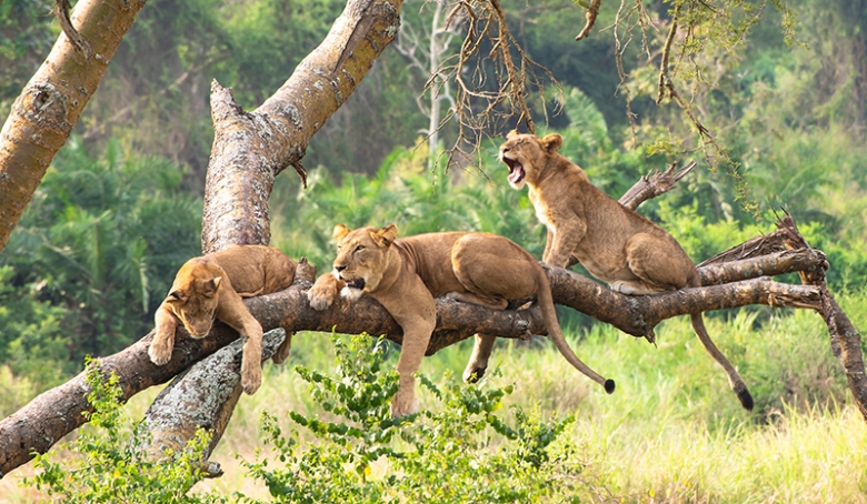 Top 12 Safari Destinations - Lions