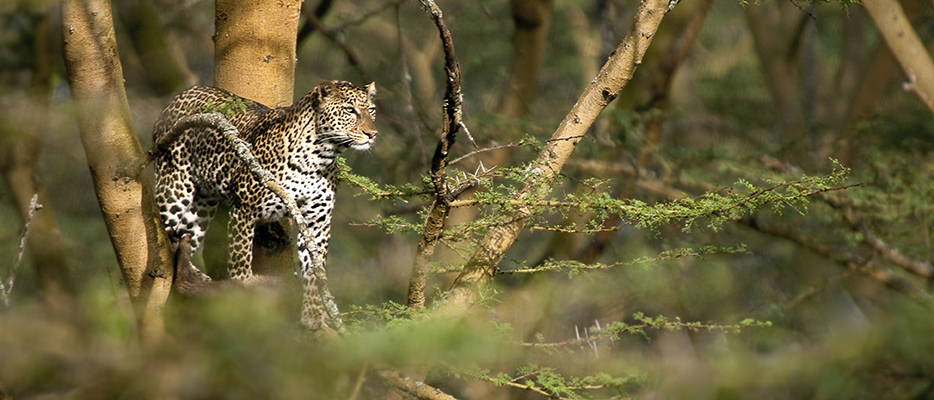 Top 12 Safari Destinations - Chobe