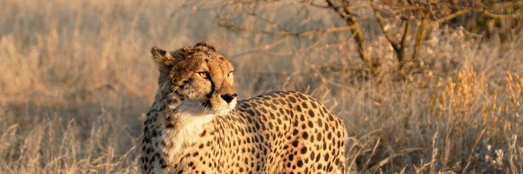 Top 12 Safari Destinations - Etosha