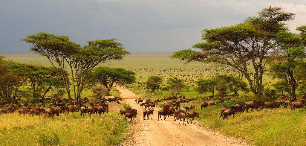 Top 12 Safari Destinations - Kruger