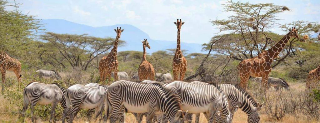 Top 12 Safari Destinations - Samburu