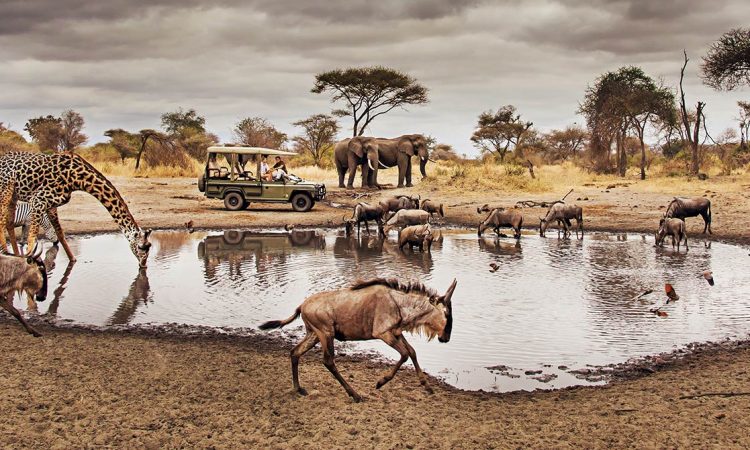 Top 12 Safari Destinations - Serengeti