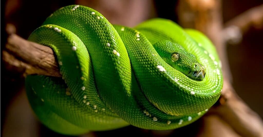 Amazon snake