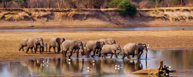 Top 12 Safari Destinations - Elephants